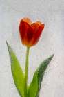 Tulip in ice Art Print